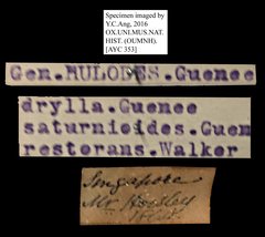 Hulodes drylla • All Rights Reserved Museum Label