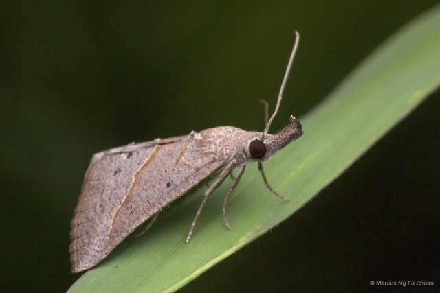 Hypena masurialis • © Marcus Ng Fu Chuan • All Rights Reserved