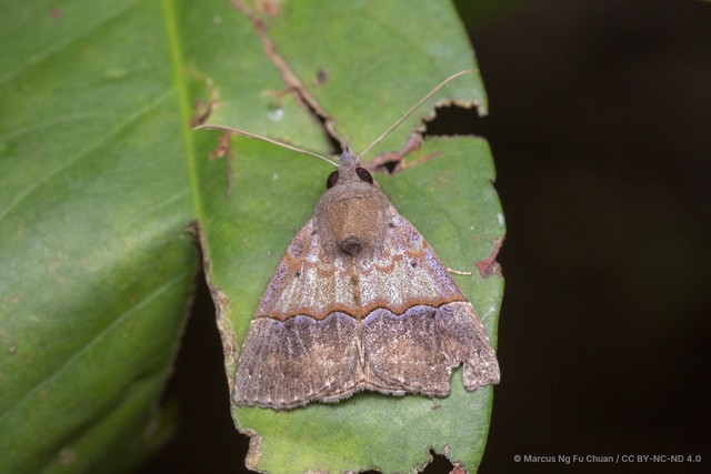 Hypena robustalis • © Marcus Ng Fu Chuan • CC BY-NC-ND 4.0