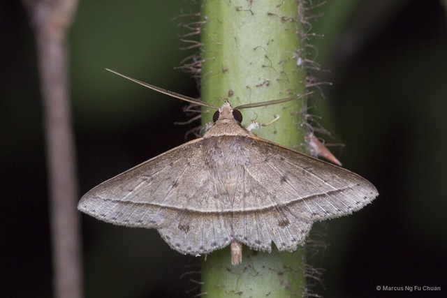 Hypospila creberrima • © Marcus Ng Fu Chuan • All Rights Reserved