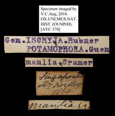 Ischyja manlia • All Rights Reserved Museum Label