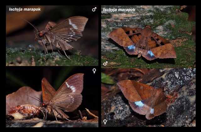 Ischyja marapok • © Gan Cheong Weei • CC BY-NC 4.0