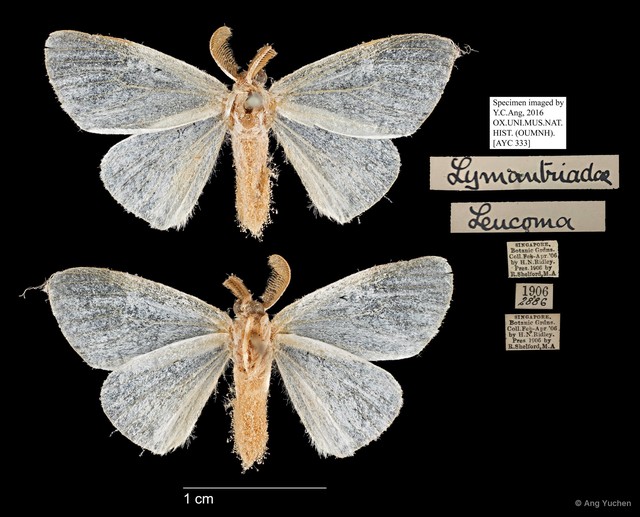 Leucoma sp. "5181c965" • © Ang Yuchen • All Rights Reserved