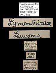 Leucoma sp. "5181c965" • All Rights Reserved Museum Label