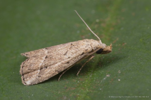 Luceria oculalis • © Marcus Ng Fu Chuan • CC BY-NC-ND 4.0