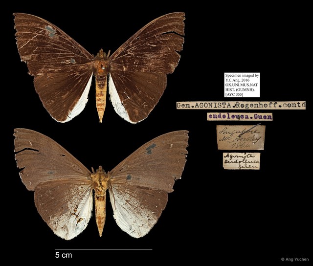 Lygniodes endoleucus • © Ang Yuchen • All Rights Reserved