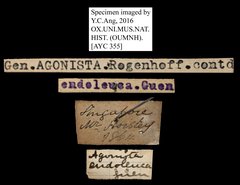 Lygniodes endoleucus • All Rights Reserved Museum Label