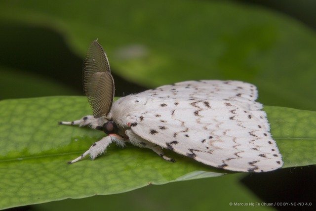 Lymantria (Lymantria) alexandrae • © Marcus Ng Fu Chuan • CC BY-NC-ND 4.0