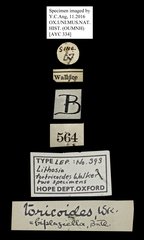 Macotasa tortricoides • All Rights Reserved Museum Label