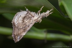 Masca abactalis • © Marcus Ng Fu Chuan • CC BY-NC-ND 4.0