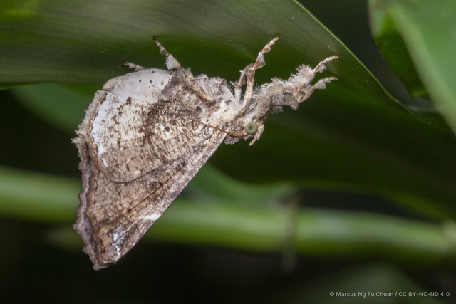 Masca abactalis • © Marcus Ng Fu Chuan • CC BY-NC-ND 4.0