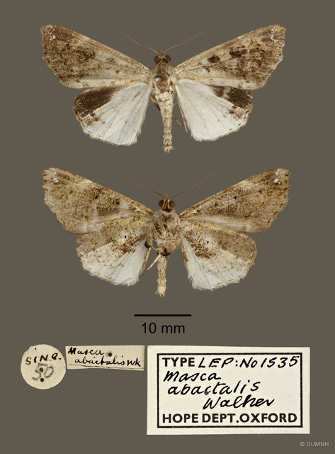 Masca abactalis