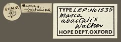 Masca abactalis • All Rights Reserved Museum Label