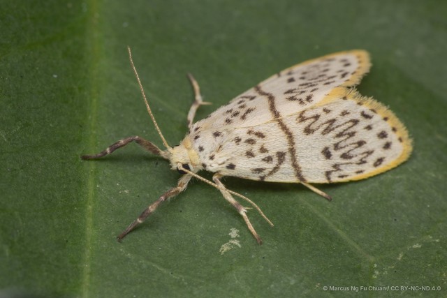 Miltochrista undulosa • © Marcus Ng Fu Chuan • CC BY-NC-ND 4.0