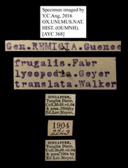 Mocis frugalis • All Rights Reserved Museum Label