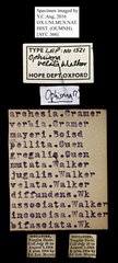 Mocis undata • All Rights Reserved Museum Label