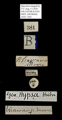Neochera marmorea • All Rights Reserved Museum Label
