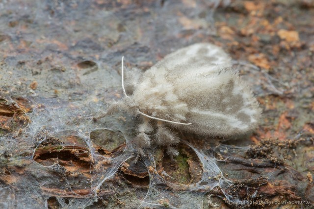 Nudaria albipunctella • © Marcus Ng Fu Chuan • CC BY-NC-ND 4.0
