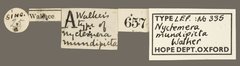 Nyctemera (Nyctemera) baulus • All Rights Reserved Museum Label