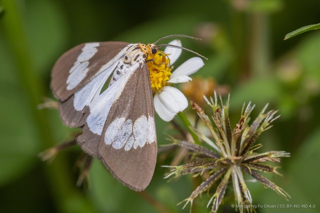 Nyctemera (Nyctemera) lacticinia • © Marcus Ng Fu Chuan • CC BY-NC-ND 4.0