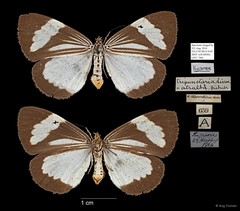 Nyctemera (Orphanos) tripunctaria • © Ang Yuchen • All Rights Reserved