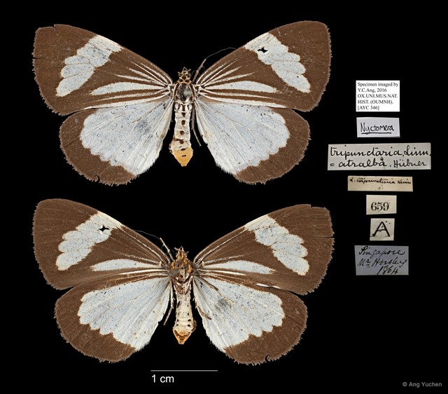 Nyctemera (Orphanos) tripunctaria • © Ang Yuchen • All Rights Reserved