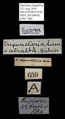 Nyctemera (Orphanos) tripunctaria • All Rights Reserved Museum Label