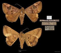 Ommatophora fulvastra • © Ang Yuchen • All Rights Reserved
