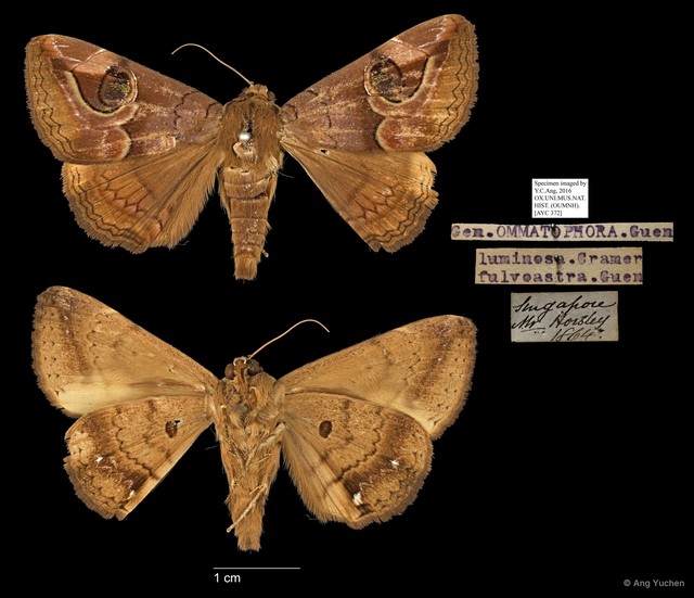 Ommatophora fulvastra • © Ang Yuchen • All Rights Reserved