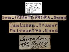 Ommatophora fulvastra • All Rights Reserved Museum Label