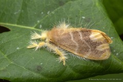 Orvasca bicolor (Heylaerts, 1892)