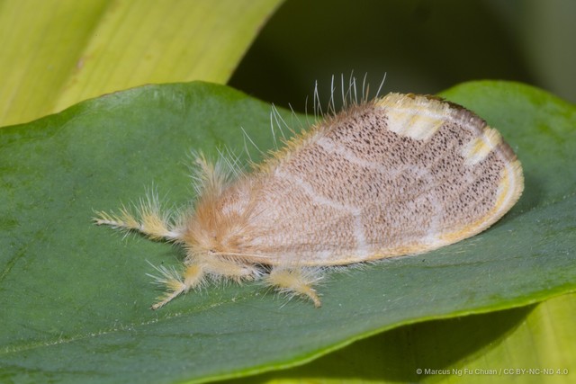 Orvasca subnotata • © Marcus Ng Fu Chuan • CC BY-NC-ND 4.0
