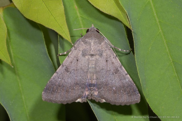 Pandesma quenavadi • © Marcus Ng Fu Chuan • CC BY-NC-ND 4.0