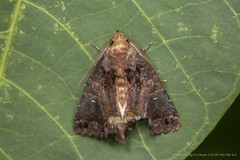 Pericyma cruegeri