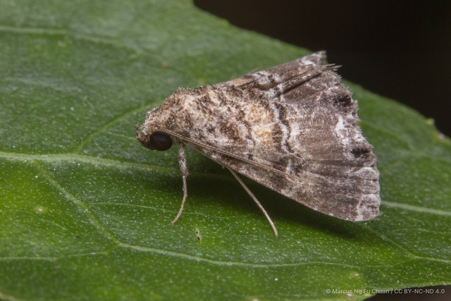 Poeta denotalis • © Marcus Ng Fu Chuan • CC BY-NC-ND 4.0