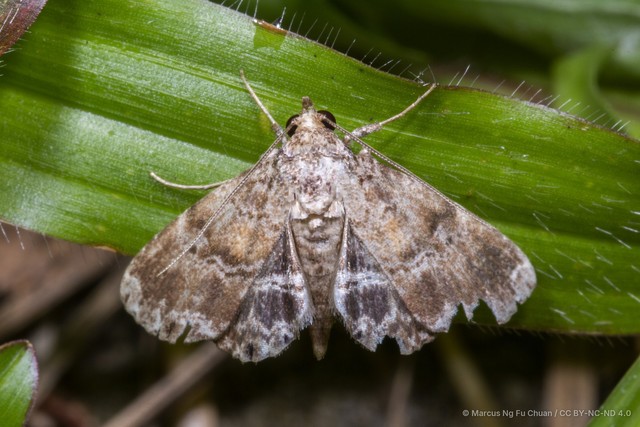 Poeta quadrinotata • © Marcus Ng Fu Chuan • CC BY-NC-ND 4.0