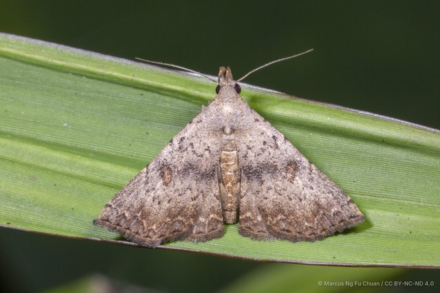 Progonia oileusalis • © Marcus Ng Fu Chuan • CC BY-NC-ND 4.0