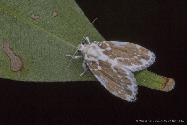 Pseudoadites frigida • © Marcus Ng Fu Chuan • CC BY-NC-ND 4.0