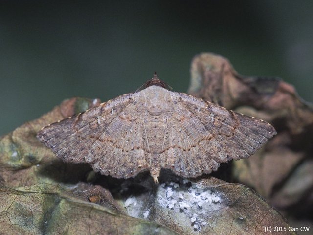 Rhesala imparata • © Gan Cheong Weei • CC BY-NC 4.0