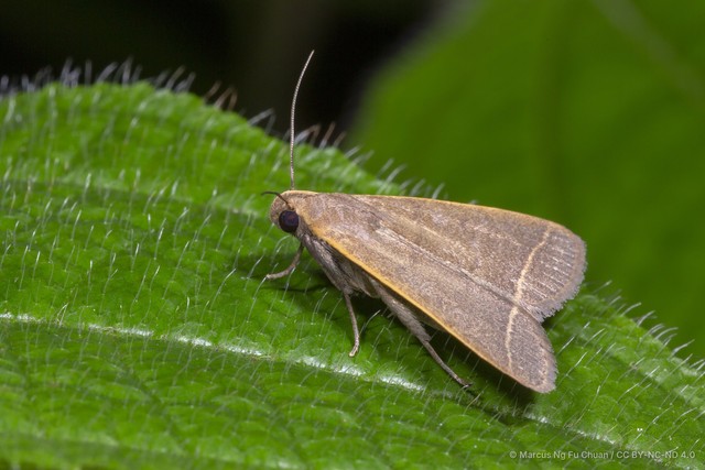 Simplicia cornicalis • © Marcus Ng Fu Chuan • CC BY-NC-ND 4.0