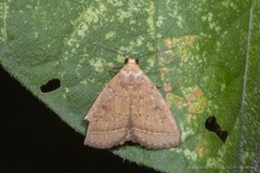 Simplicia discosticta (Hampson, 1912)