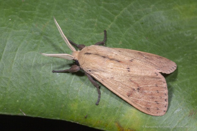 Spilosoma cervina • © Marcus Ng Fu Chuan • CC BY-NC-ND 4.0