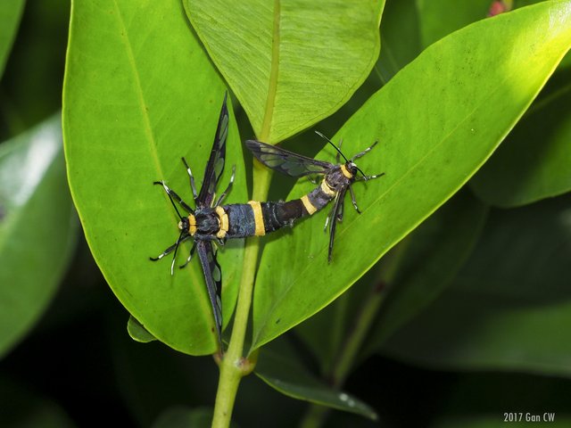 Syntomoides imaon • © Gan Cheong Weei • CC BY-NC 4.0