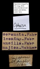 Thyas coronata • All Rights Reserved Museum Label