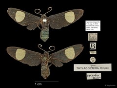 Trichaetoides apicalis • © Ang Yuchen • All Rights Reserved