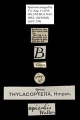 Trichaetoides apicalis • All Rights Reserved Museum Label