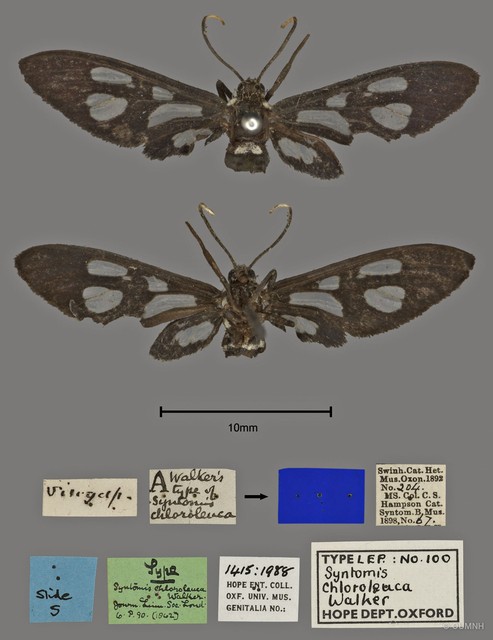 Trichaetoides separabilis • © OUMNH • All Rights Reserved