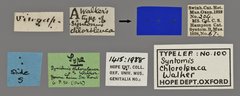 Trichaetoides separabilis • All Rights Reserved Museum Label