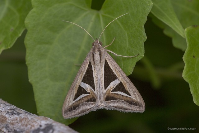 Trigonodes hyppasia • © Marcus Ng Fu Chuan • All Rights Reserved