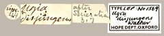 Ugia disjungens • All Rights Reserved Museum Label